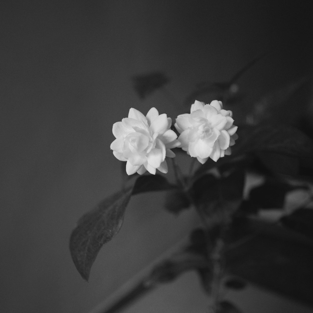 grayscale photo of two white clustered flowers