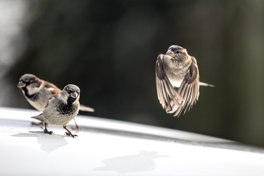 Fotografía de colibríes con enfoque superficial