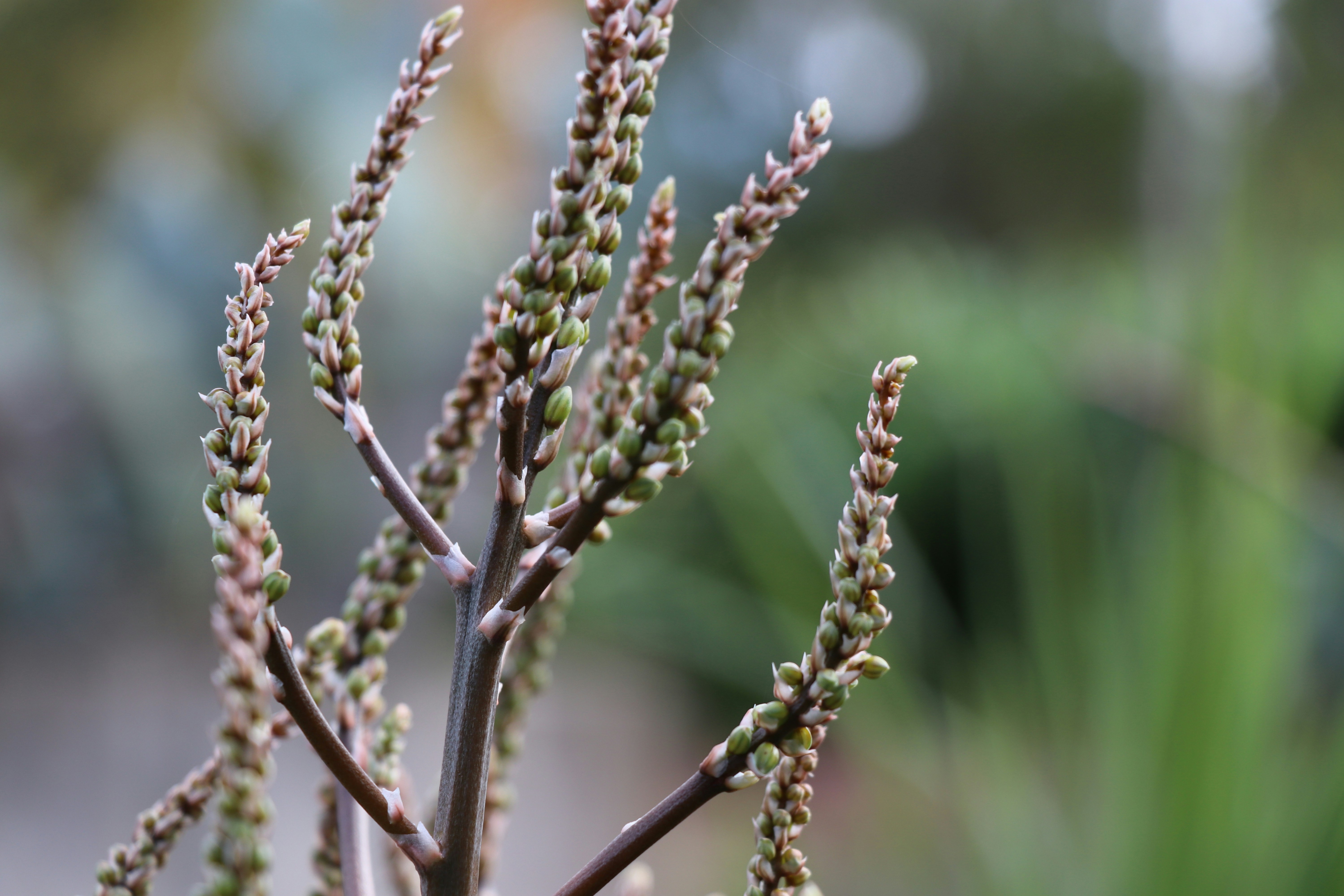 Free Mt Penang Gardens Image On Unsplash