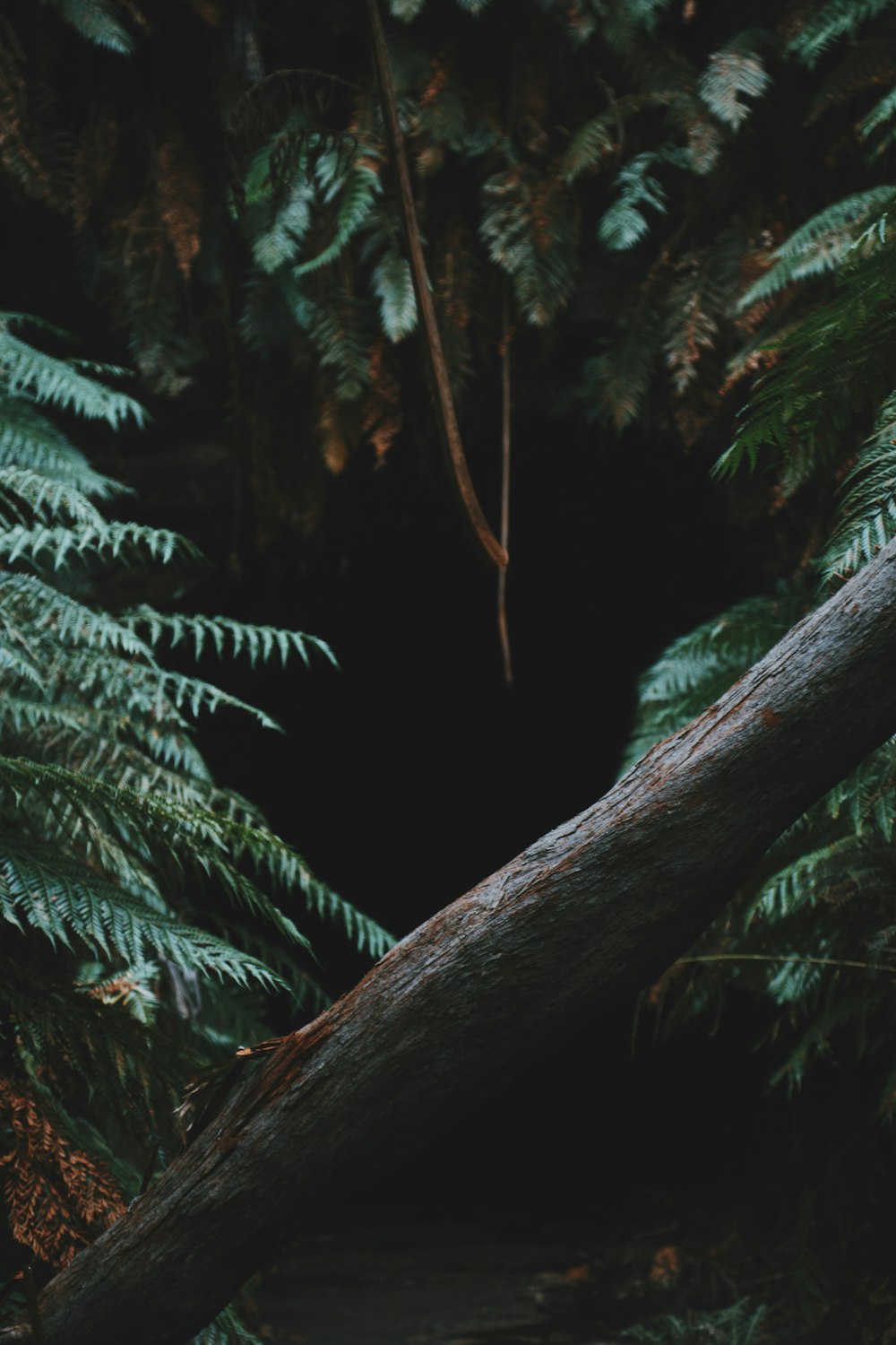 Fotografía de un árbol durante el día