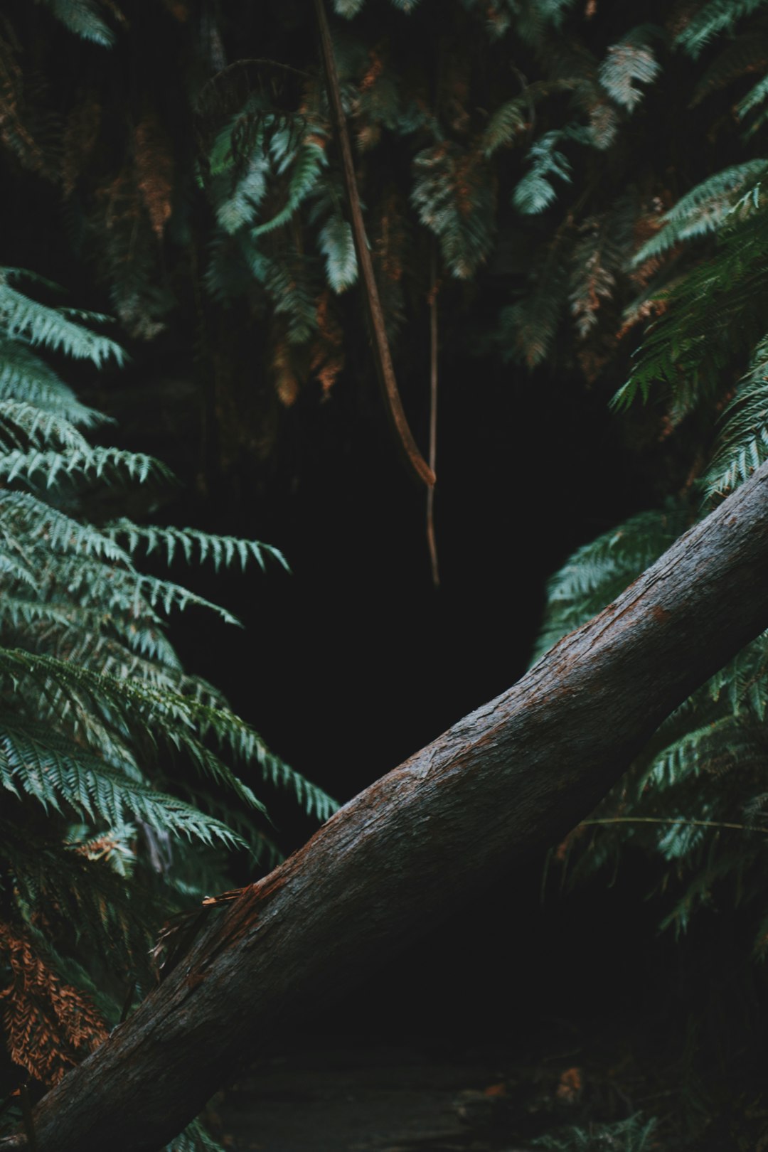 Forest photo spot Glow Worm Cave Sydney