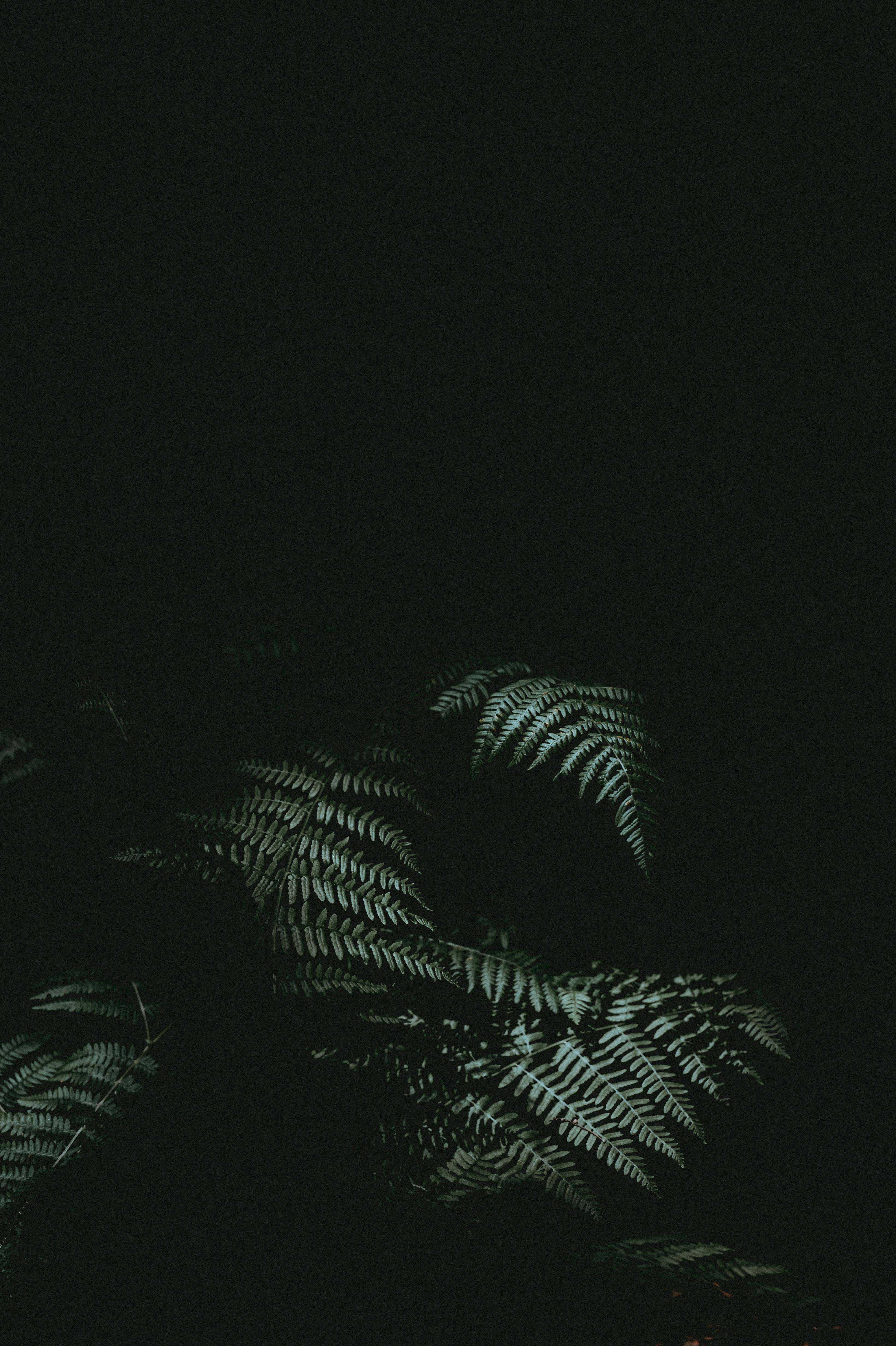 Ferns in the dark