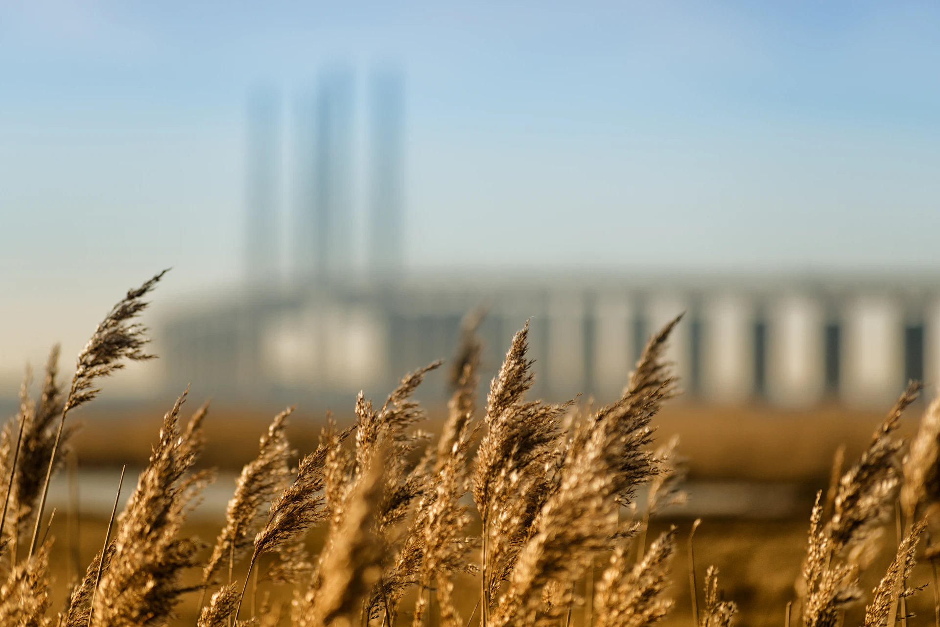 tilt shift lens photography of rice field