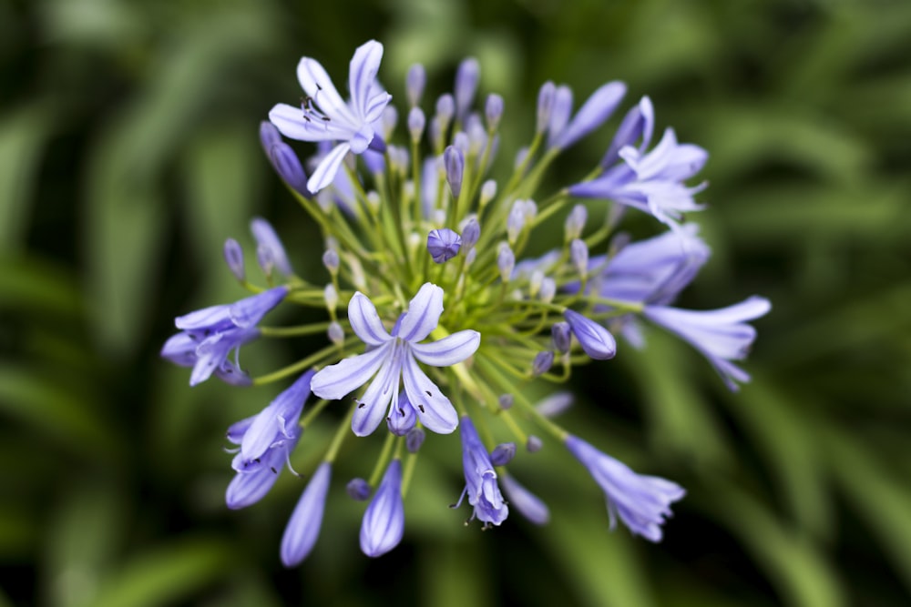 緑の葉を持つ青い葉の花