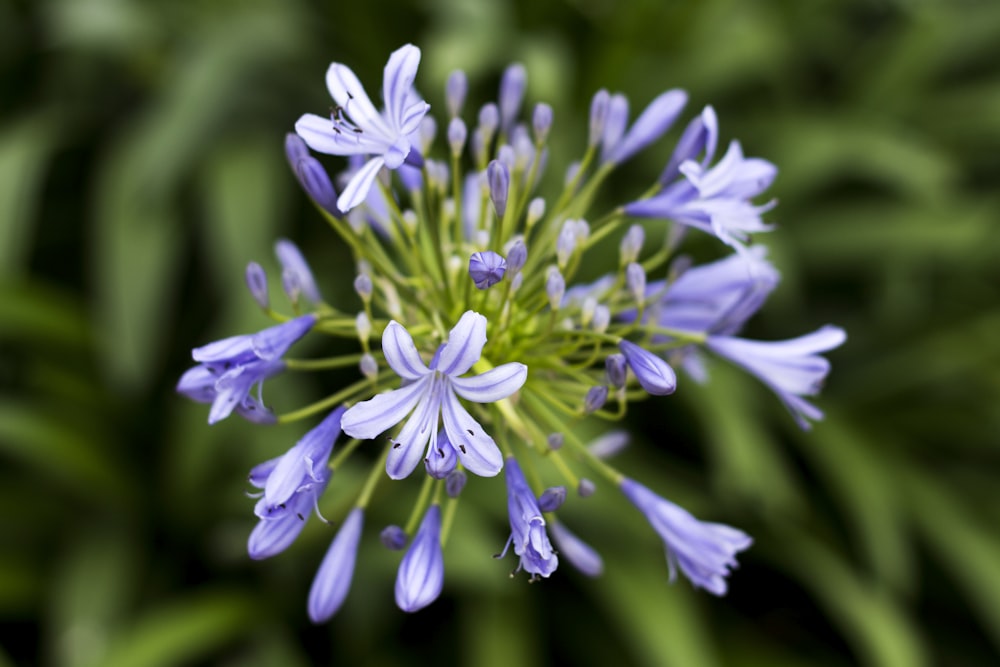 blue leafed flower with green leaves