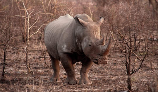 gray rhinoceros in the middle of brown bare bushes in Kruger National Park South Africa