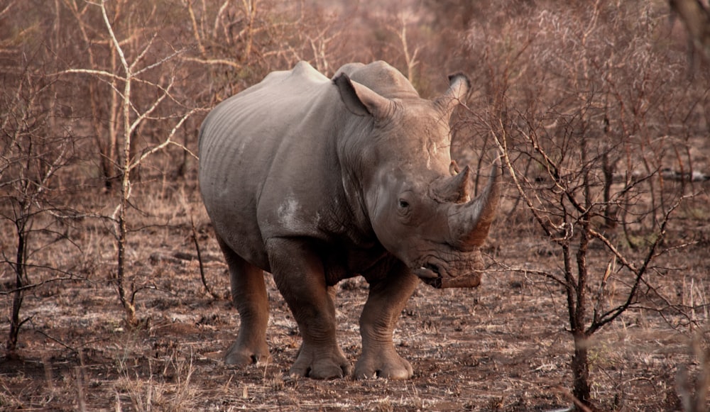 rinoceronte cinzento no meio de arbustos castanhos nus