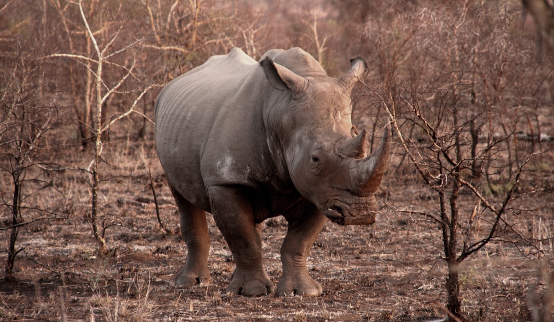 gray rhinoceros in the middle of brown bare bushes, My most favourite animal from my Kruger experiences.