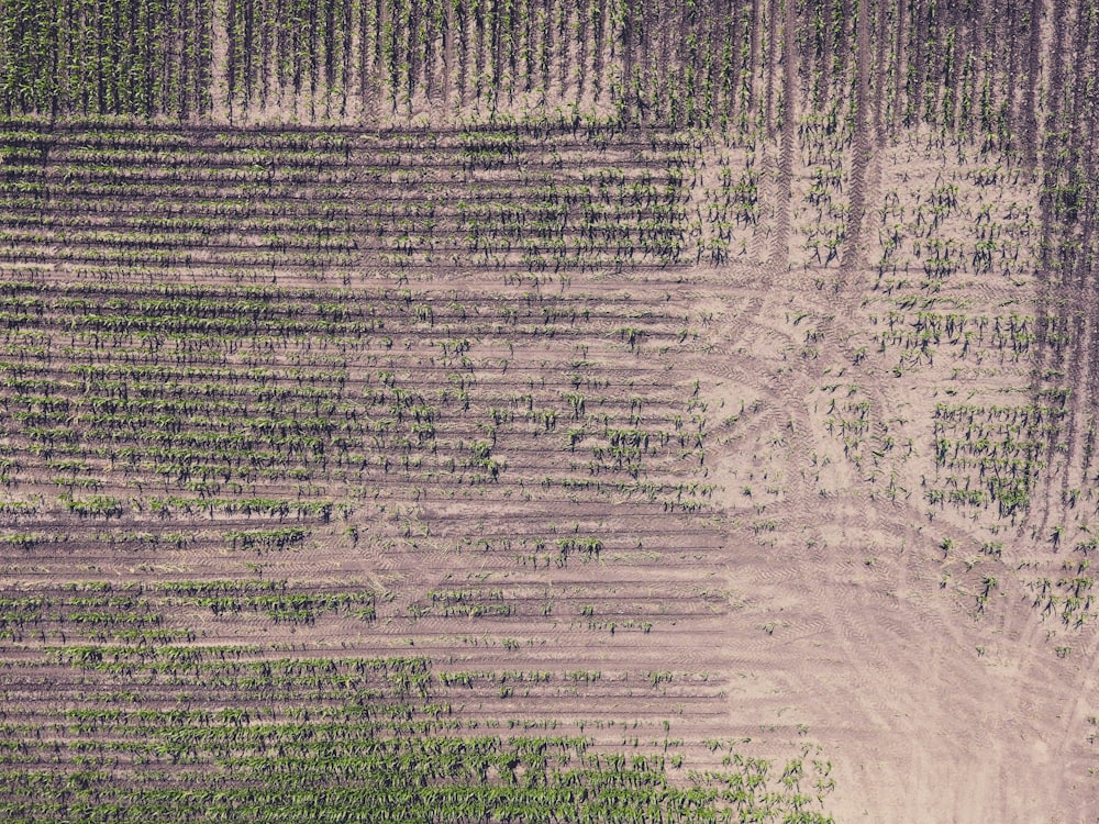 foto aérea do terreno