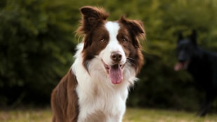 A brown and white dog with a happy expression is sitting on a grassy area, with a lush green background. Another darker dog can be seen in the background, slightly out of focus.