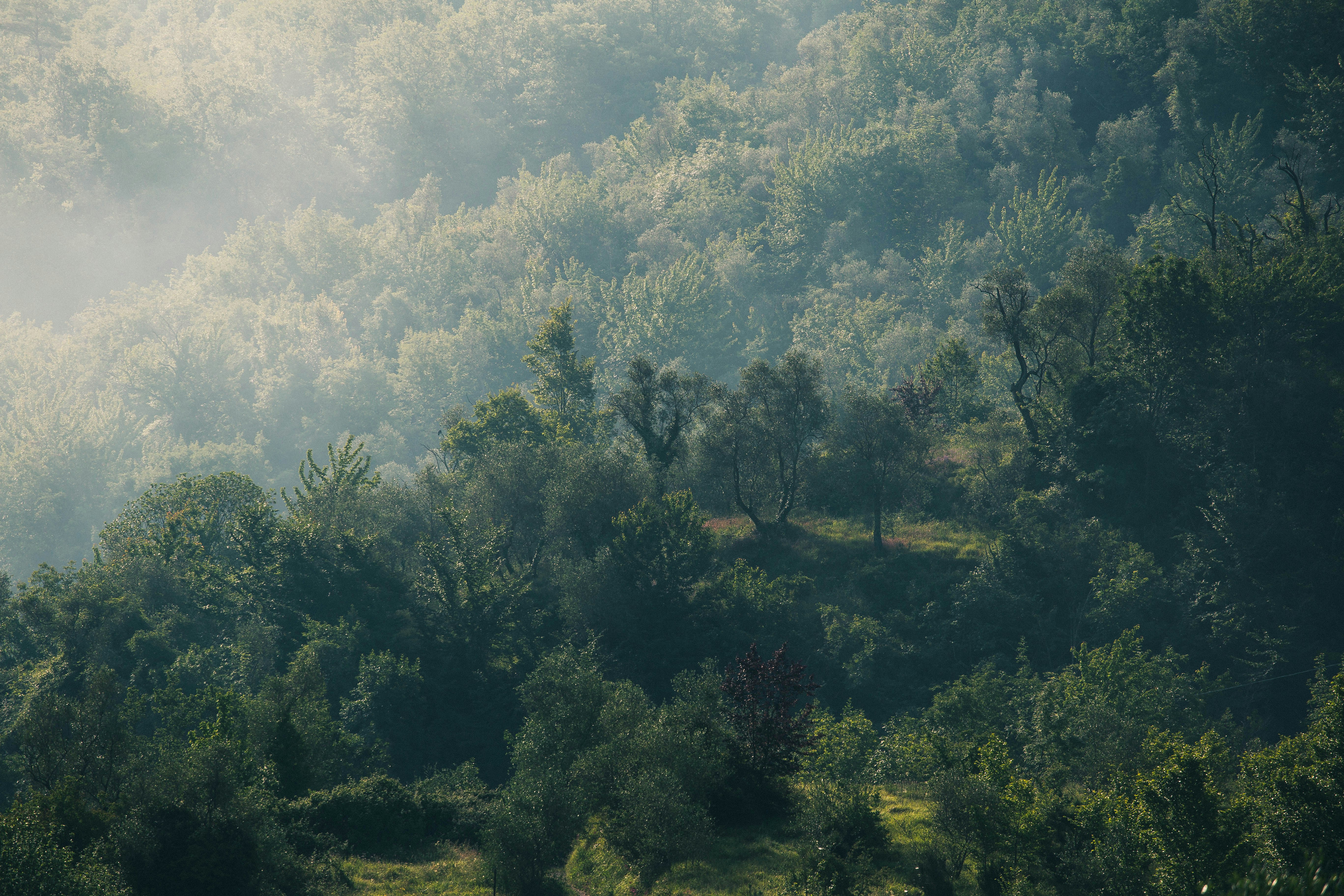 Serene forested hillside with morning mist, bright sunlight filtering through lush green canopy, Karnataka landscape