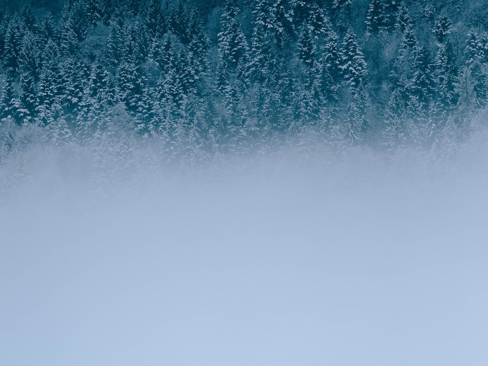 half fog-covered green trees during winter