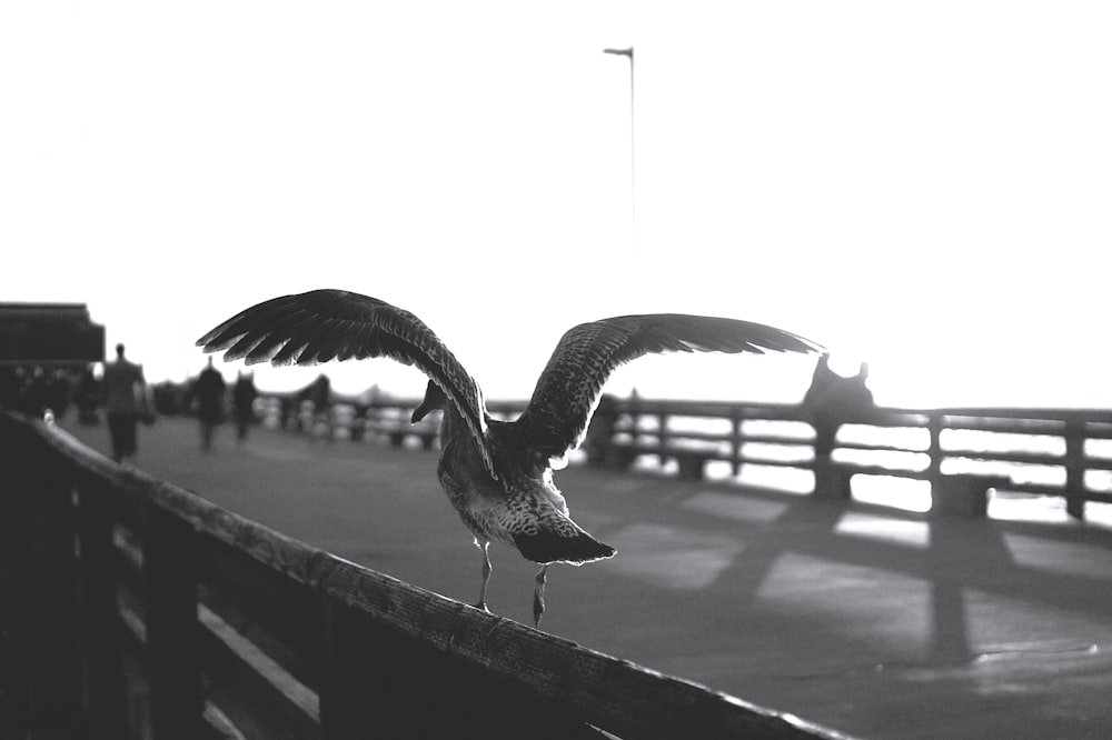 grayscale photo of bird on wooden fence