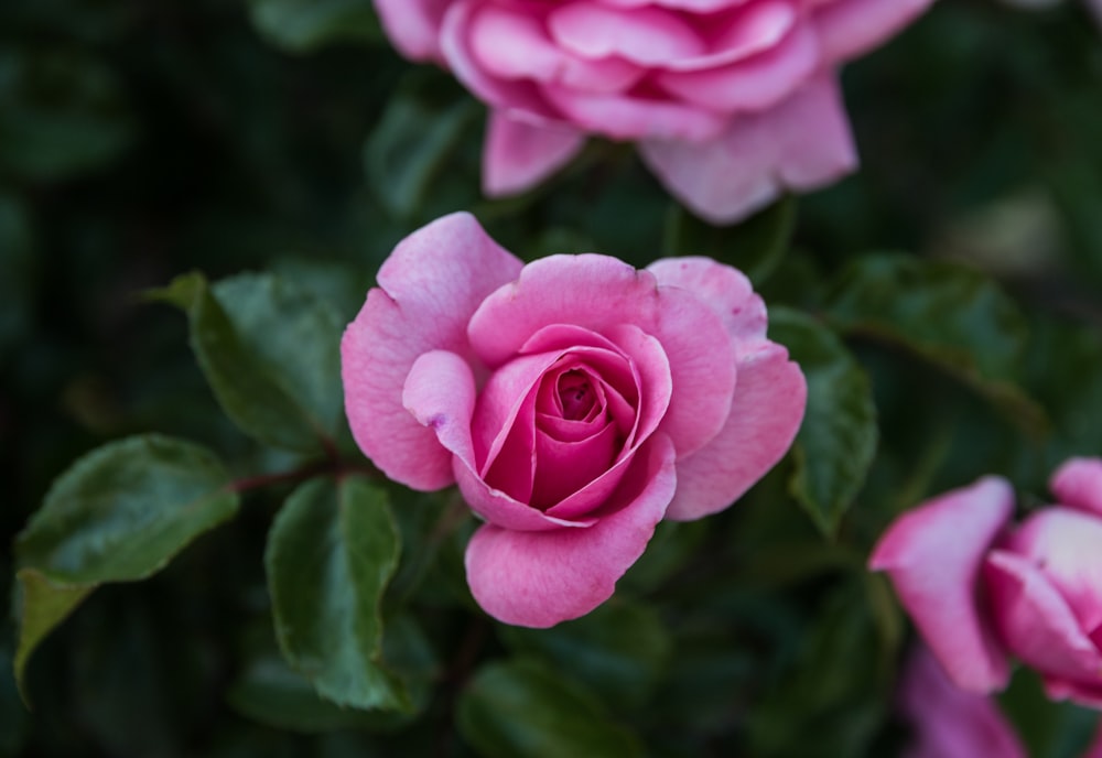 a group of pink roses with green leaves