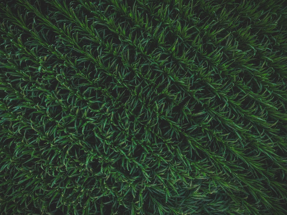 Foto aérea de plantas de hojas verdes