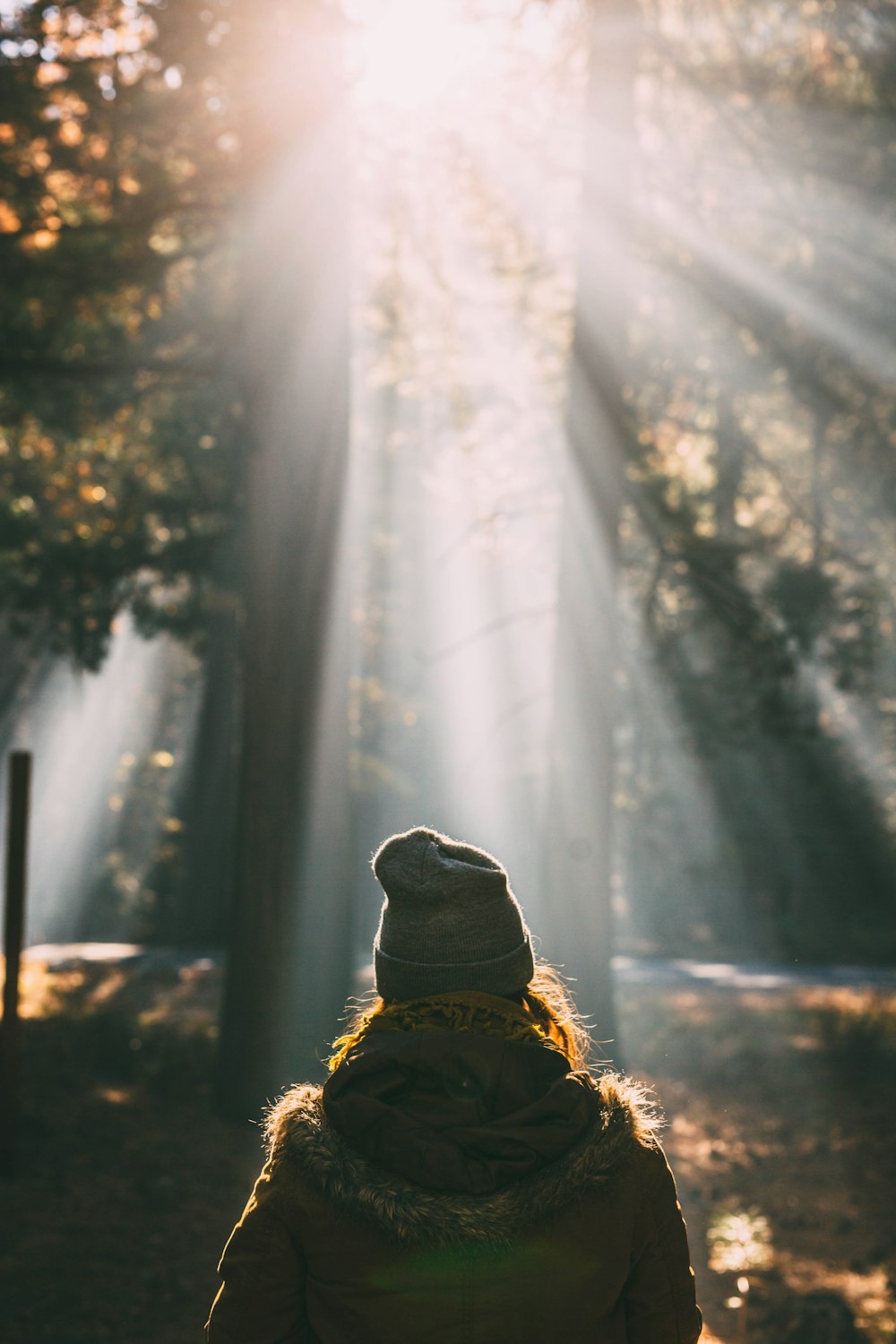 person looking at trees