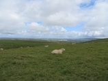 A panoramic view of a cattle farm with healthy beef cattle grazing on lush green pastures.