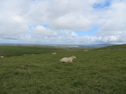 A panoramic view of a cattle farm with healthy beef cattle grazing on lush green pastures.
