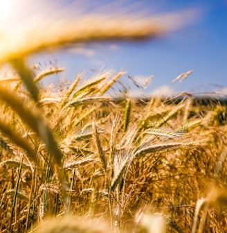 brown wheat field