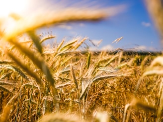 Golden wheat fields under a clear sky symbolizing natural abundance and quality.