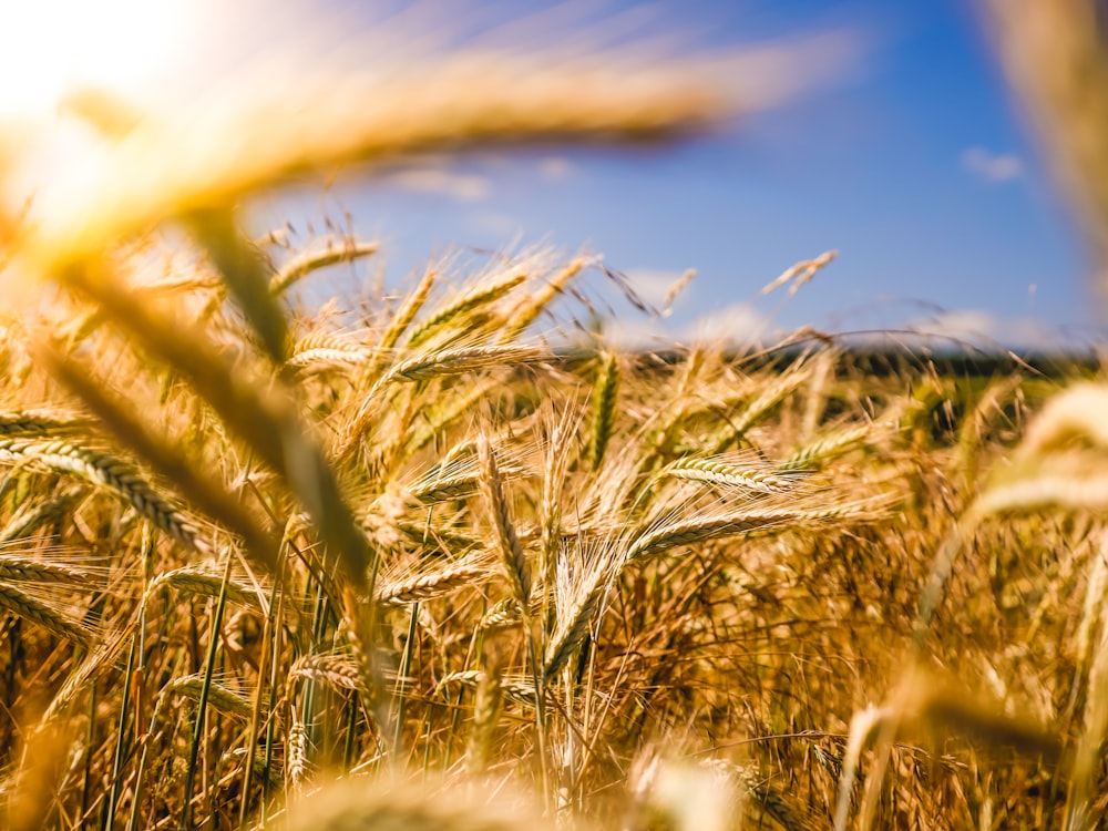 brown wheat field