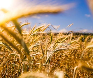 brown wheat field