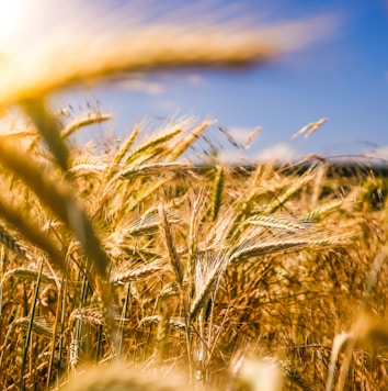 brown wheat field Indian Farm Land Drone integration - a venture by RisingIndia ThinkTank