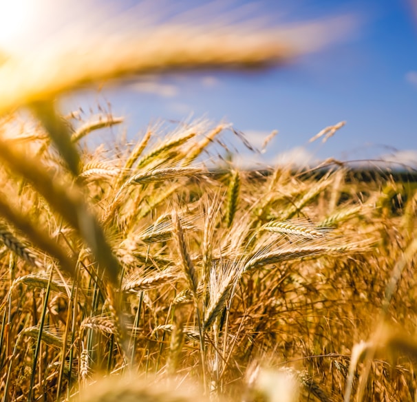 brown wheat field