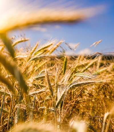 brown wheat field