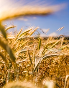 brown wheat field