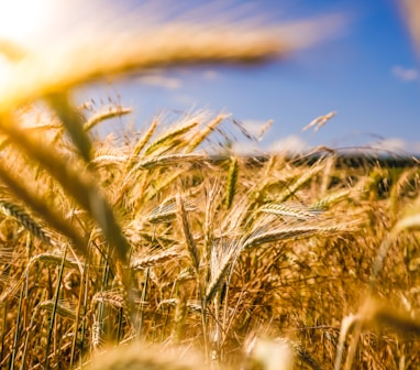 brown wheat field