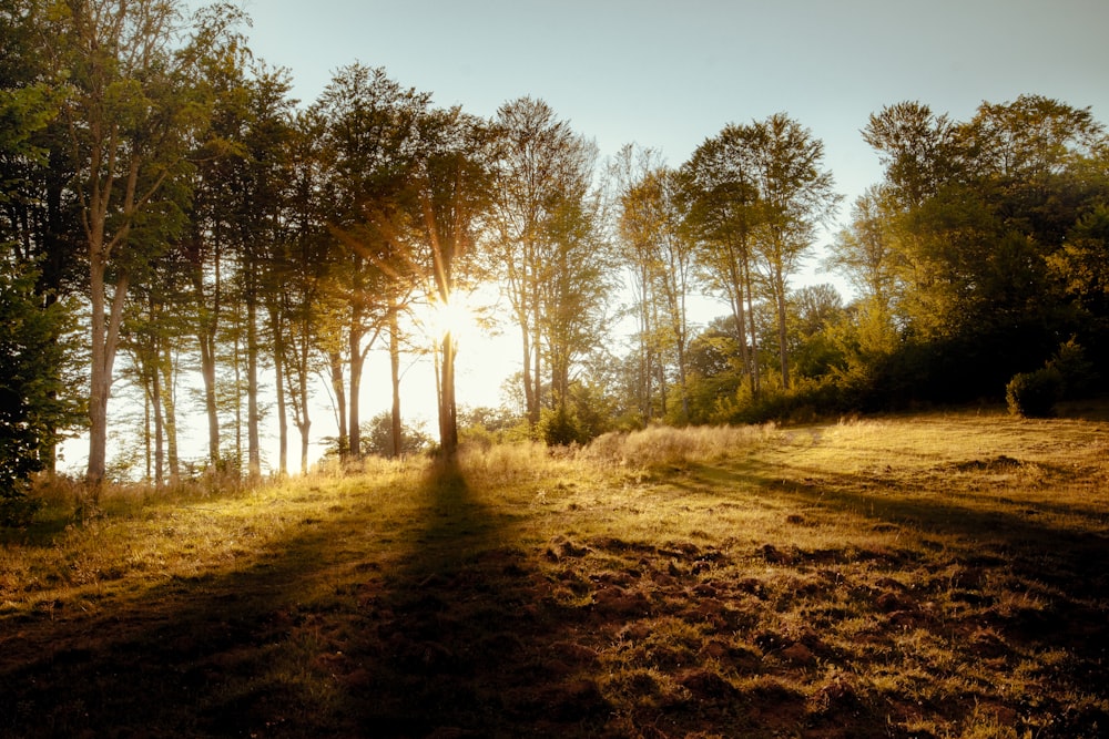 trees and grass fields under orange sunset