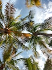 tall coconut trees