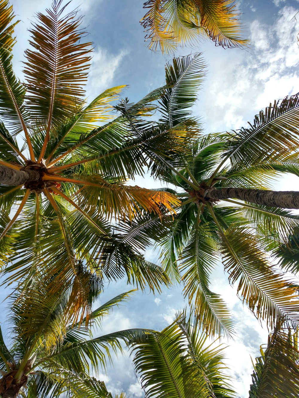 키 큰 코코넛 나무
