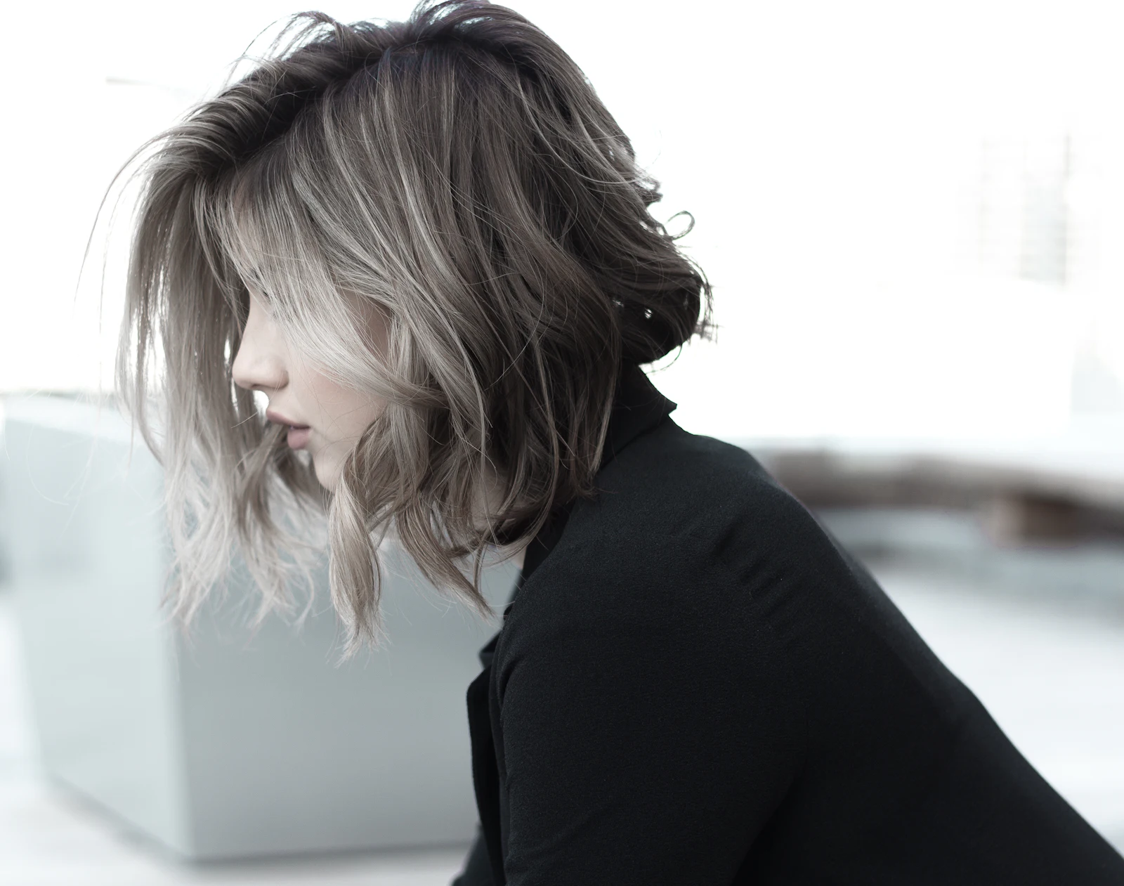A silver-grey lob, cut in profile