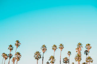 green-and-brown palm trees under clear blue sky