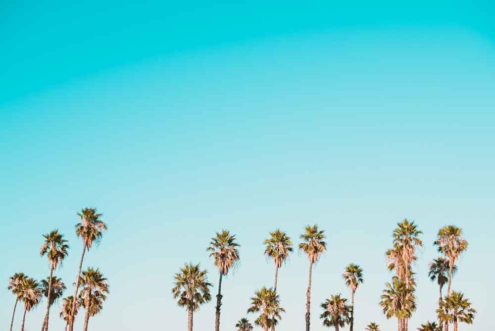 green-and-brown palm trees under clear blue sky