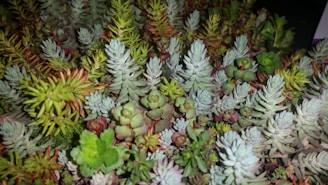 A cluster of unusual succulents with unique shapes and colors
