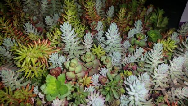 A cluster of unusual succulents with unique shapes and colors