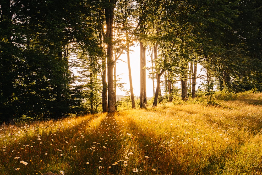 green leafed trees with background of sunrise