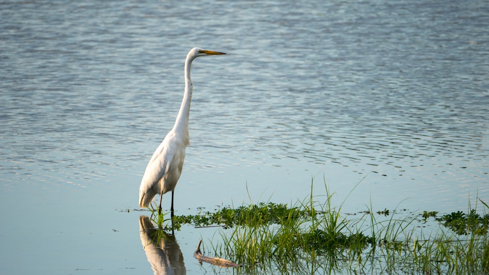 white long beak bird on green grass near body of water during daytime