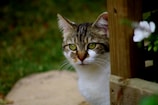 A curious tabby cat peeking out from behind a flower pot.