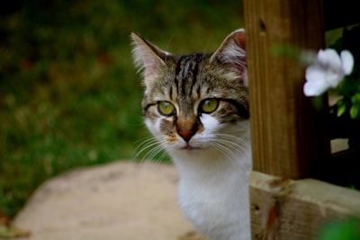 A curious tabby cat peeking out from behind a flower pot.