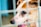 A close-up view of a dog with light brown and white fur, visible through the bars of a cage. The dog's eyes are expressive and appear to look out from its confined space. Its ears are perked up, and the muzzle shows slight discoloration, possibly indicating age or a medical condition. The background is blurred, emphasizing the focus on the dog's face.