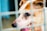 A close-up view of a dog with light brown and white fur, visible through the bars of a cage. The dog's eyes are expressive and appear to look out from its confined space. Its ears are perked up, and the muzzle shows slight discoloration, possibly indicating age or a medical condition. The background is blurred, emphasizing the focus on the dog's face.