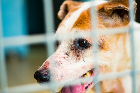 A close-up view of a dog with light brown and white fur, visible through the bars of a cage. The dog's eyes are expressive and appear to look out from its confined space. Its ears are perked up, and the muzzle shows slight discoloration, possibly indicating age or a medical condition. The background is blurred, emphasizing the focus on the dog's face.