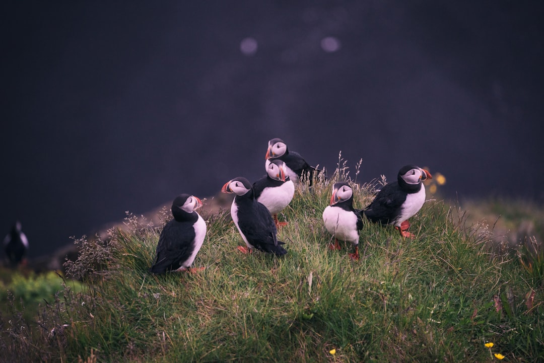 Wildlife photo spot Dyrhólaey Lighthouse Southern Region