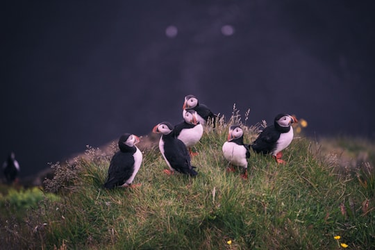 white-and-black birds near body of water in Dyrhólaey Lighthouse Iceland