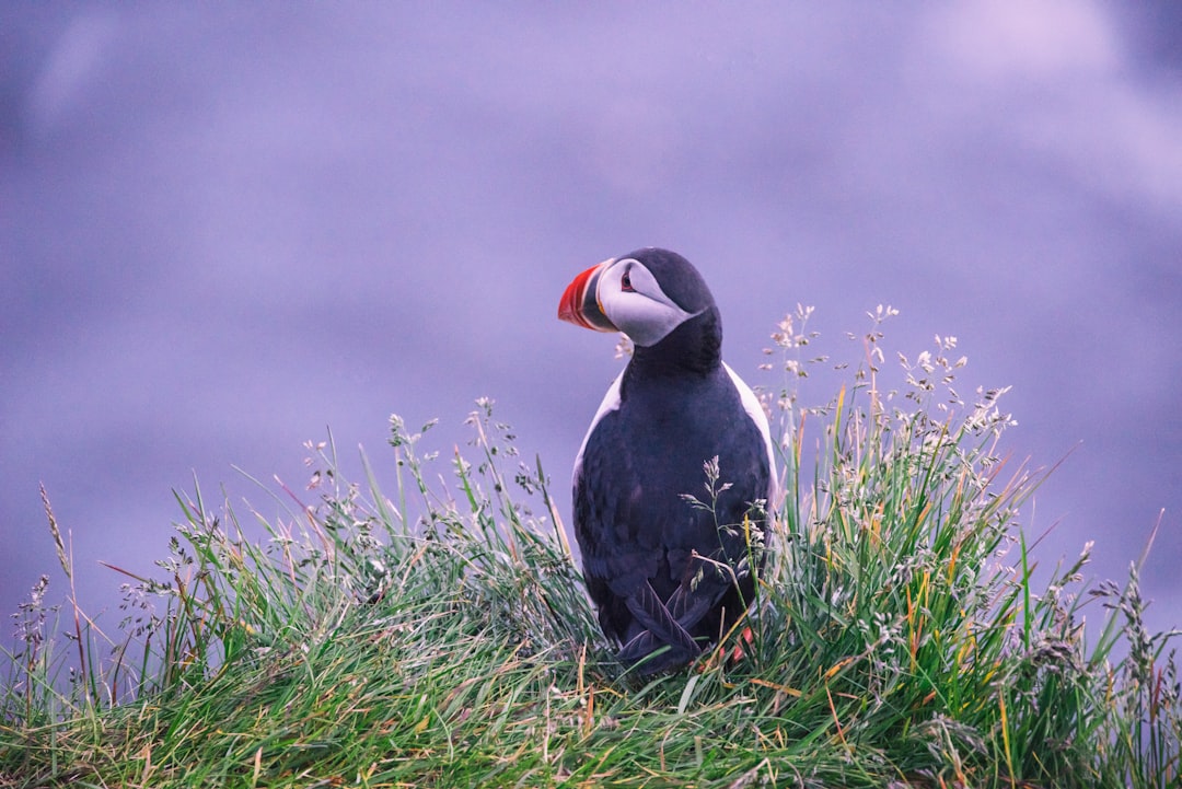 Wildlife photo spot Dyrhólaey Þjóðvegur