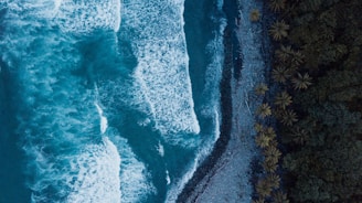 ocean waves near forest
